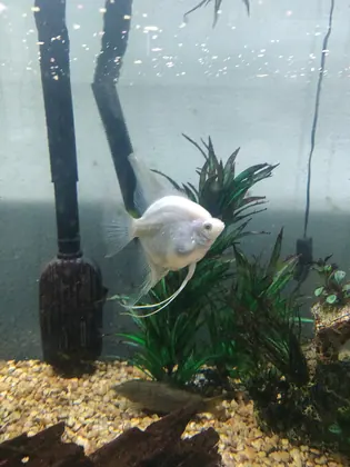 Tropical Fish and Feed, business photo 2