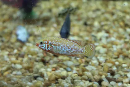 Tropical Fish and Feed, business photo 3